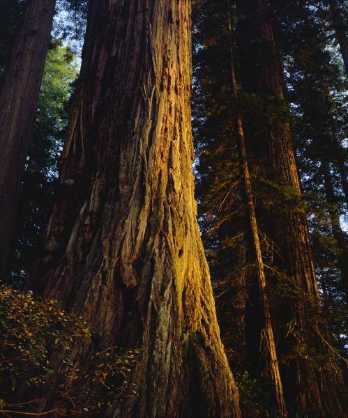 CA, Redwoods Old-growth Redwood tree at Sunset